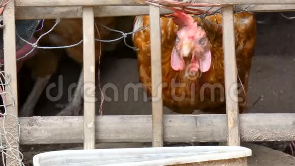 4K近距离射击鸡吃食物在农村农场与周围的声音视频的预览图