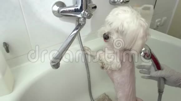 女洗手可爱的狗视频的预览图