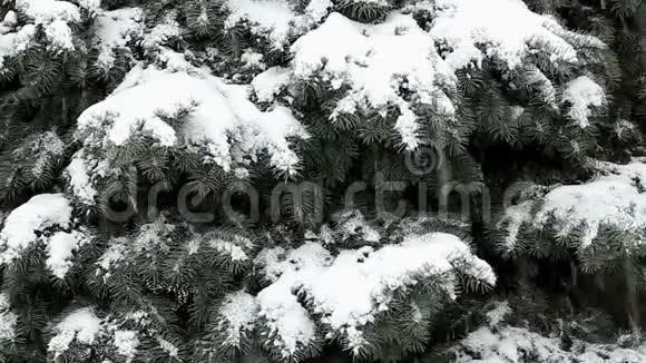 雪落在蓝云杉的树枝上视频的预览图
