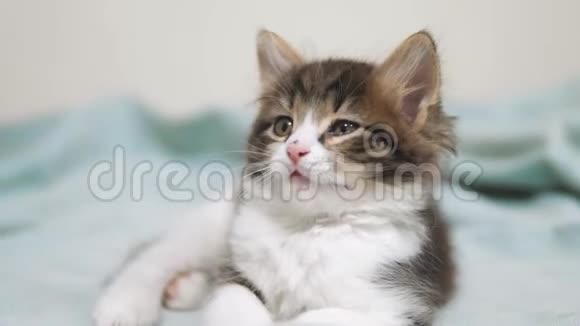 小蓬松可爱搞笑小猫画像室内可爱的小猫猫宠物生活方式猫概念视频的预览图