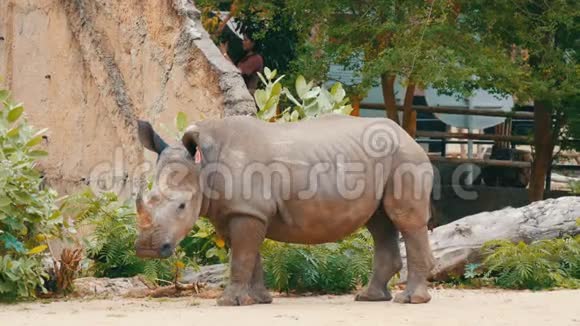 SiRacha泰国2018年1月11日犀牛在世界著名的动物园khaokheo散步视频的预览图