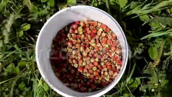 野生草莓塑料桶视频的预览图