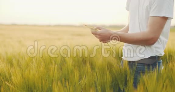 农民在收割前检查手中的小麦质量视频的预览图