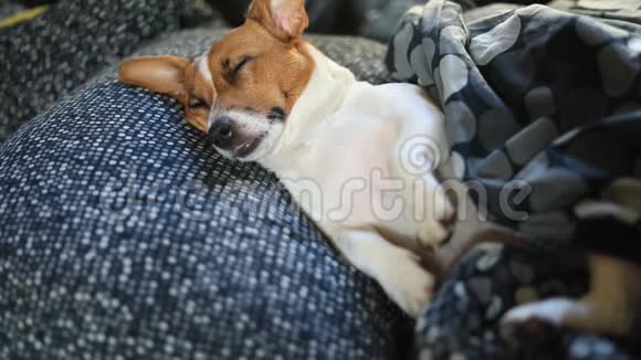 悲伤的狗正睡在毯子下的床上视频的预览图