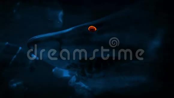 闪烁的眼睛在夜晚游过鲨鱼视频的预览图