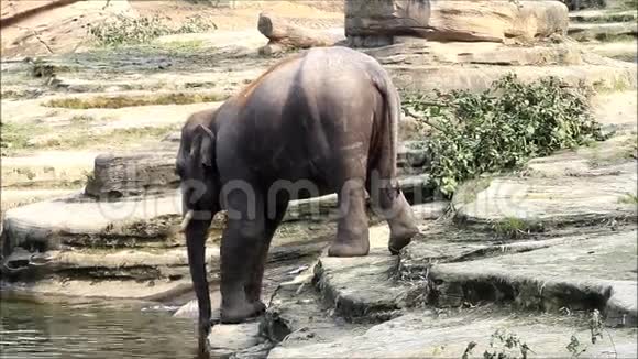 野生动物园里的大象视频的预览图