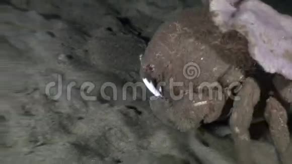 在菲律宾野生动物的世界里蟹类接近海底视频的预览图