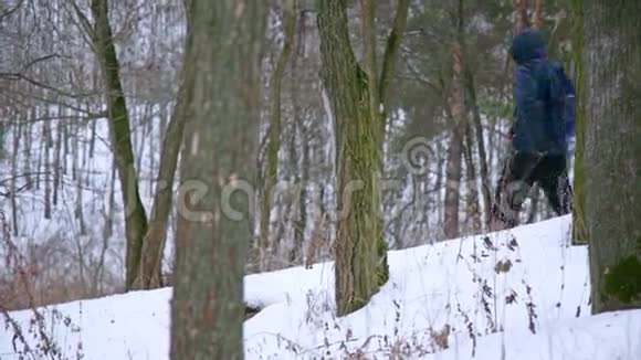 冬季松林中的男子漫步视频的预览图