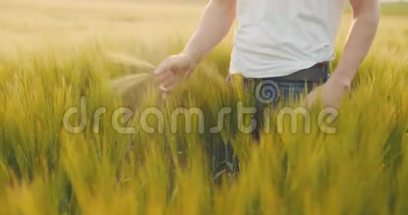 农业农民在收割前检查小麦质量视频的预览图
