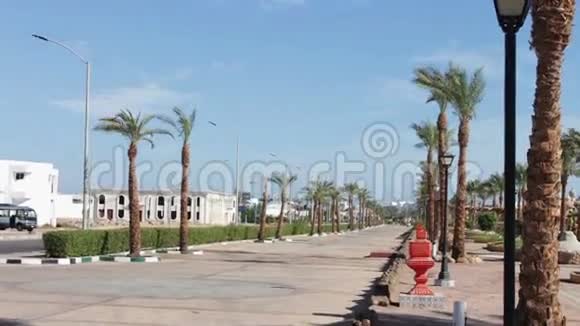 埃及有棕榈树的街道视频的预览图