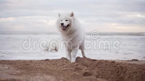 两只可爱的狗正一起在海边或海洋里的海滩上玩耍慢镜头视频的预览图