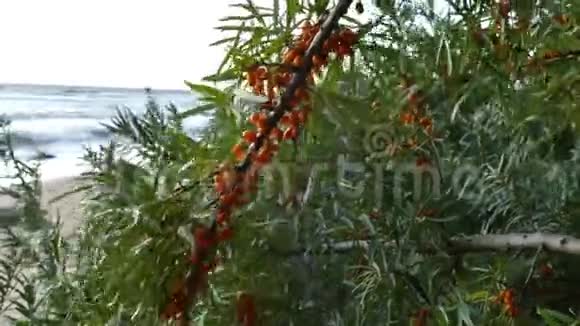 沙棘小枝和浆果视频的预览图