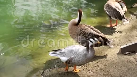 鸭子在湖里捕食它的羽毛视频的预览图