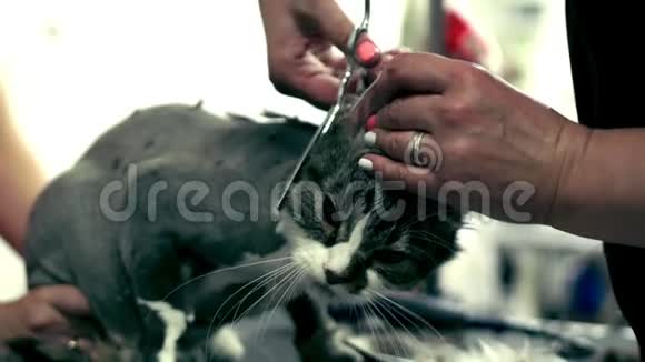 理发店里有剪刀的剪发猫猫美容视频的预览图