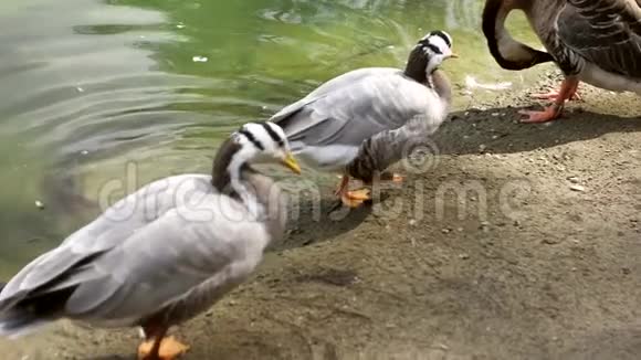 鸭子在湖里捕食它的羽毛视频的预览图