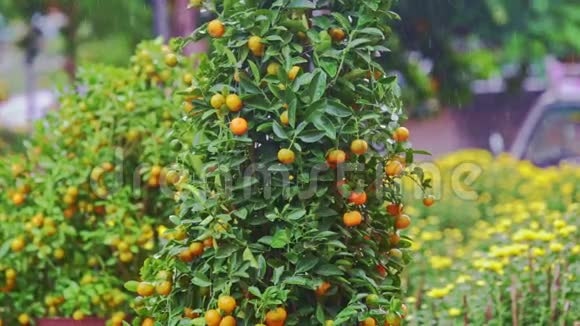 热带雨中街市上的橘子树视频的预览图