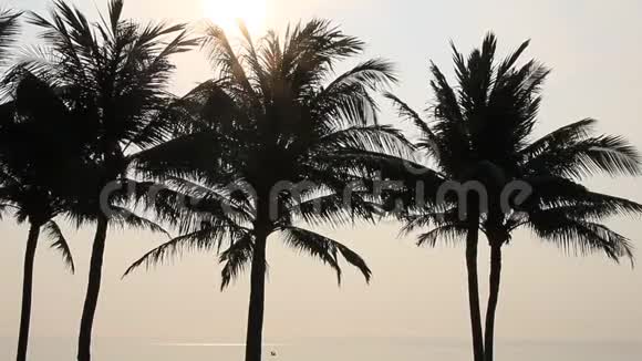 海滩上的椰子树视频的预览图