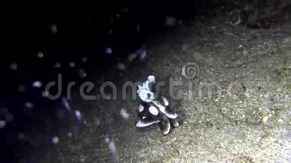 勒贝海峡的哈莱金甜唇斑点甜唇视频的预览图