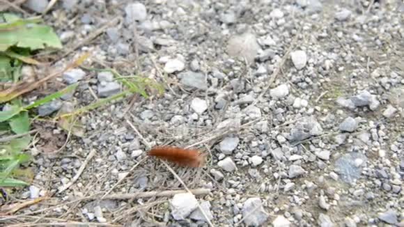 鲁比虎蛾毛虫在秋天穿越一条小路视频的预览图