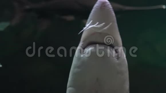鲟鱼漂浮在水族馆的水下视频的预览图