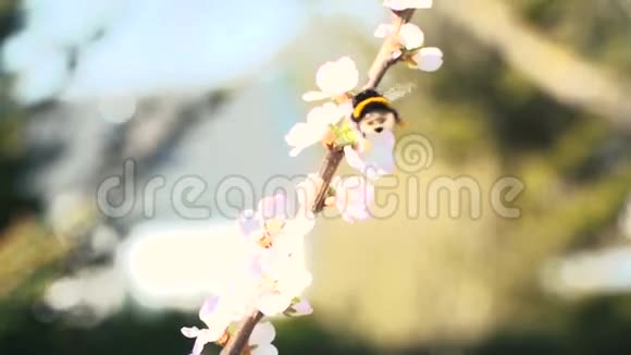 勤劳的大黄蜂从盛开到绽放视频的预览图