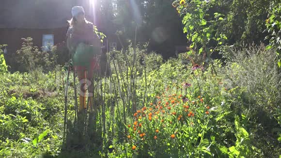 年轻的农民妇女穿短裤和头巾的豌豆植物与浇水罐4K视频的预览图