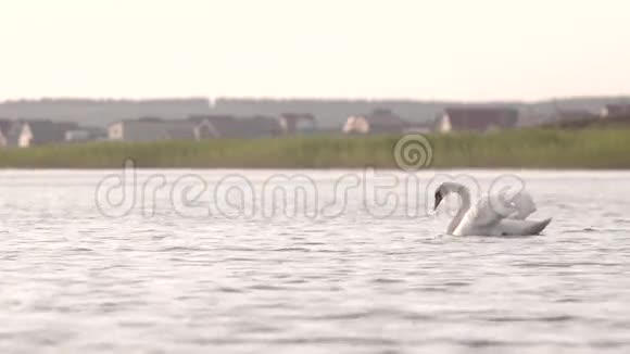 天鹅在湖里游泳很漂亮视频的预览图