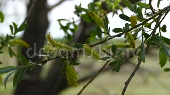 春天的柳树和上面形成的柳树花视频的预览图