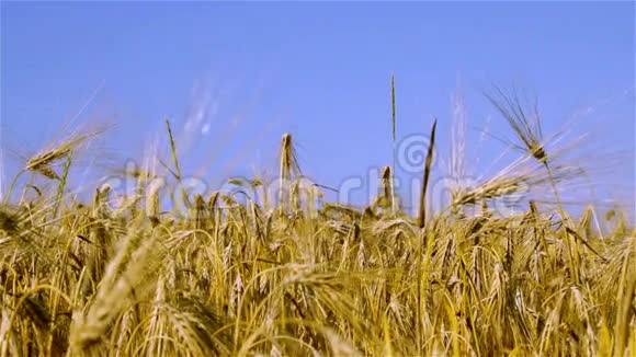 大麦作物视频的预览图