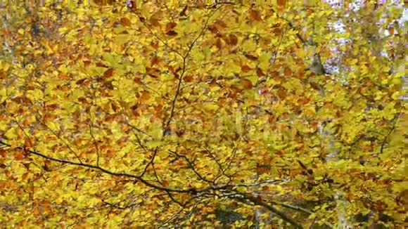 在德国巴伐利亚的马辛格尔施鲁赫特峡谷五彩缤纷的秋假视频的预览图