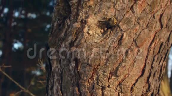 松树树干松树树皮特写镜头春天森林里的松树宏观视频的预览图