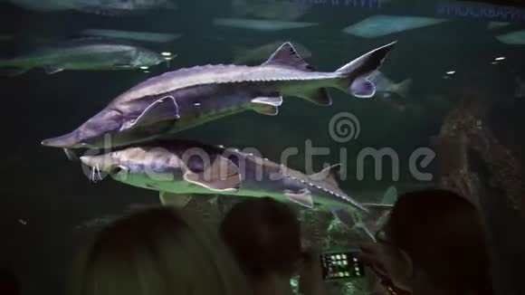 淡水水族馆里巨大美丽的鲟鱼视频的预览图