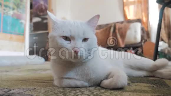 躺在房间地板上的老白猫旧概念猫生病宠物猫躺在地板上改变他的生活方式视频的预览图