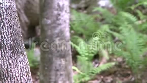 树林中蕨类植物的特写镜头二选一视频的预览图
