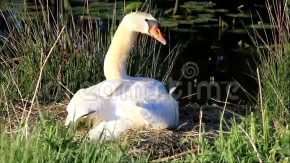 天鹅在池塘附近的巢中繁殖视频的预览图