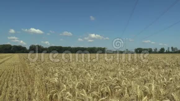 小麦三丁香成熟的生物金耳和类面食或通心粉小麦广泛种植为谷物视频的预览图