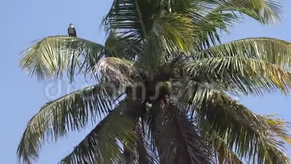在喀拉拉的后水湖的丛林森林岛上近距离拍摄4k只野生自然坐在棕榈树上视频的预览图