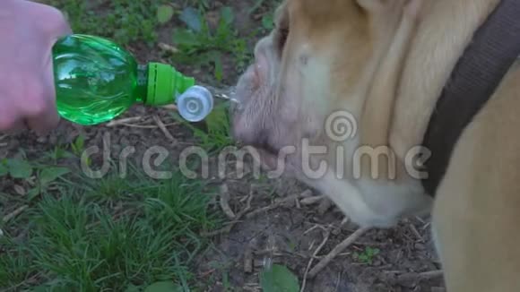 漂亮的英国斗牛犬从瓶子里喝水视频的预览图