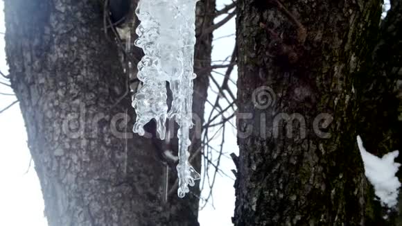 冰柱在树上冰枯冬天视频的预览图