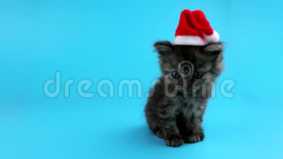 有趣的小灰色小猫打喷嚏时戴着圣诞老人帽子视频的预览图