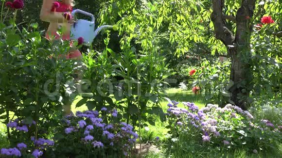 炎热的花园工人妇女穿着短裤和胸罩在夏季花园浇水4K视频的预览图