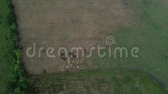 牛在田里受干燥之苦视频的预览图