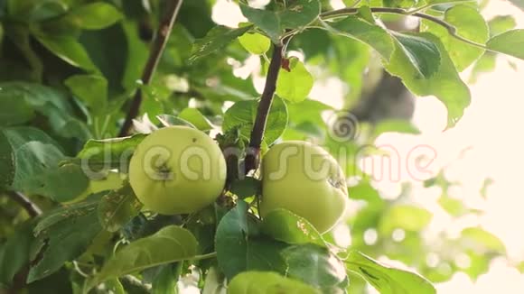 苹果在树上特写镜头树枝上的绿苹果漂亮的苹果成熟在树上农业企业视频的预览图