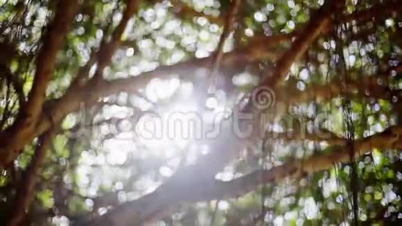 阳光透过树木照耀自然背景1920x1080视频的预览图