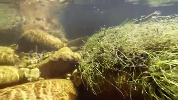 水下水生植物和岩石视频的预览图