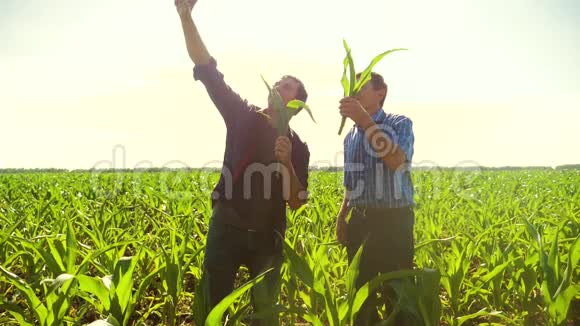 玉米两个农民研究智能手机拍照自己做自拍走过他的田地走向相机慢慢慢慢视频的预览图