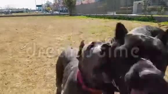 两只快乐的狗甘蔗科索母女在公园里玩得很开心视频的预览图