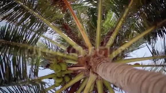 一棵美丽的棕榈树背景是蓝天上的椰子高清1920x1080视频的预览图