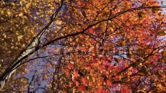 从树上飘落的橙绿秋叶视频的预览图