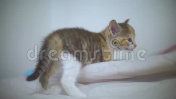 一只三色小猫拍第一步慢动作视频小猫生活方式是一个概念视频的预览图